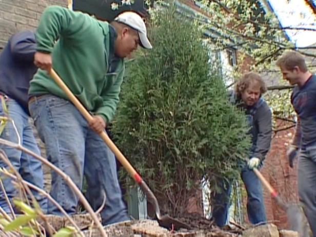 10 plantas de paisajismo / Al aire libre