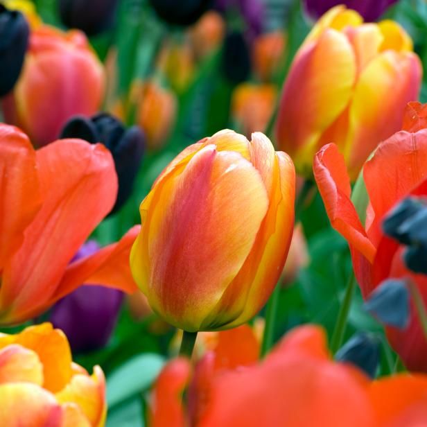 10 Möglichkeiten, Tulpen sicher zurückzukehren / Draußen