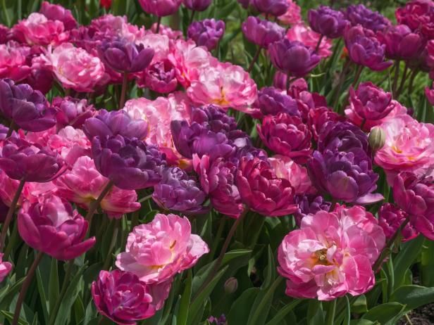 13 fantastische nieuwe bollen om te planten voor de lente / buitenshuis