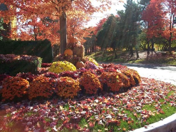 6 Pflanzen wachsen mit Ihren Herbstmamas / Draußen