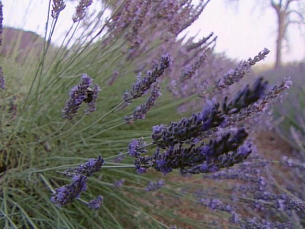 O pasiune pentru Purple Farmul Lavandă / În aer liber