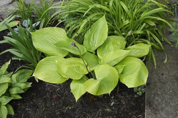 Todo sobre plantas de suma y sustancias de Hosta / Al aire libre