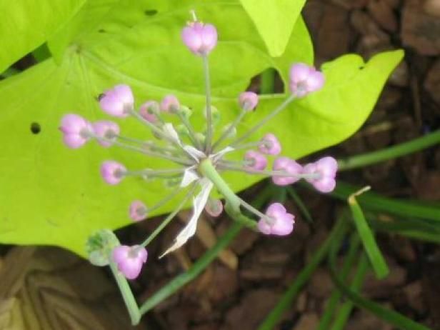 alliums / Utomhus