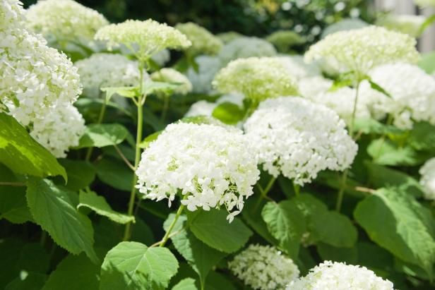 Annabelle Hortensia / En plein air