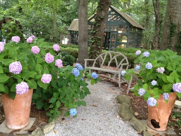 Les hortensias sont-ils toxiques? / En plein air