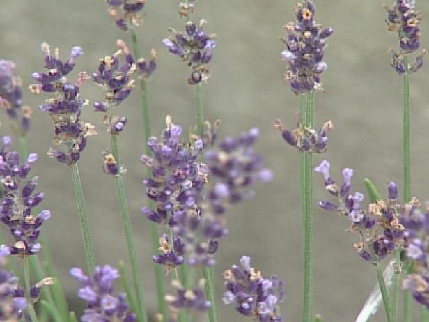 Hermosas flores y arbustos / Al aire libre