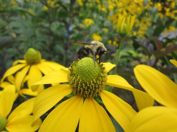 Bee Buffet 4 Överraskande växter att locka pollare / Utomhus