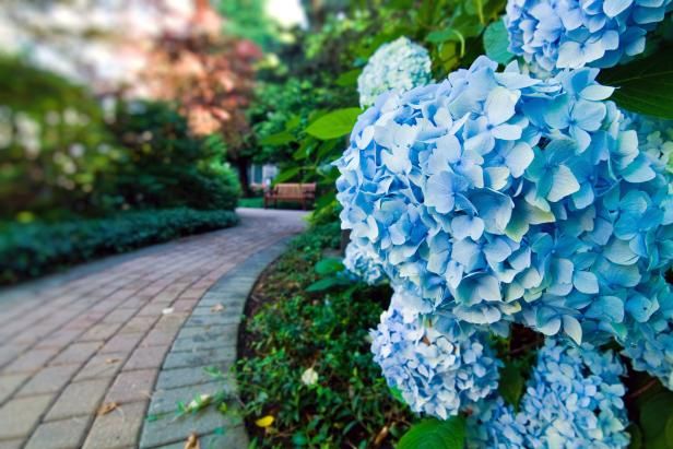 Hortensia azul / Al aire libre