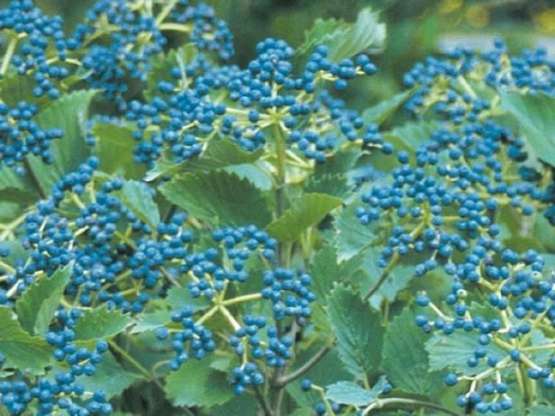 Blue Muffin Viburnum y 14 Otras variedades de plantas / Al aire libre