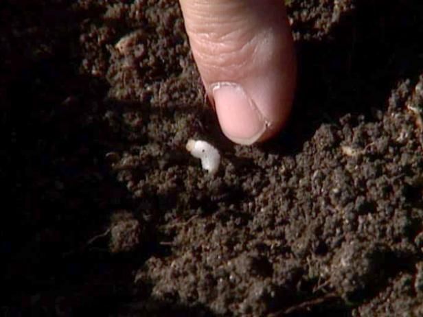 Bichos, larvas y Gophers / Al aire libre