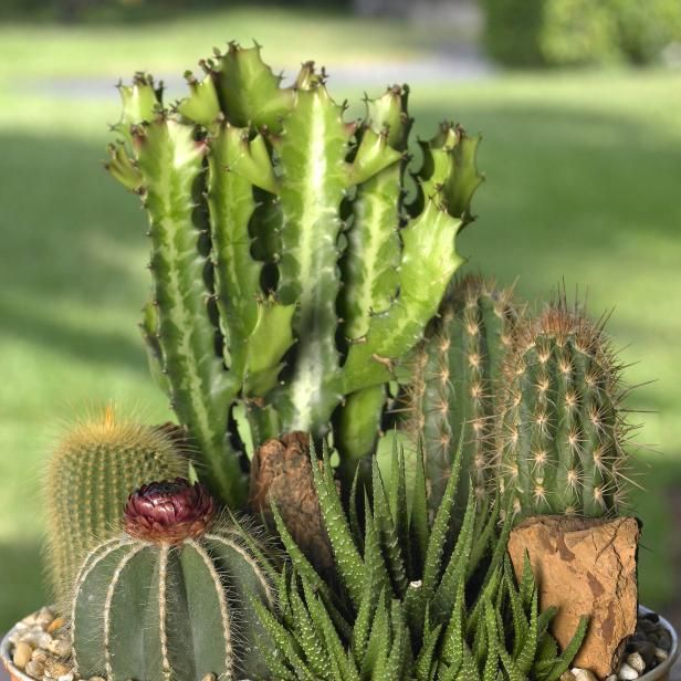 Cactus en vetplanten / buitenshuis