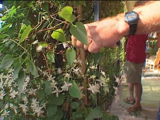 Cuidando una variedad de plantas / Al aire libre