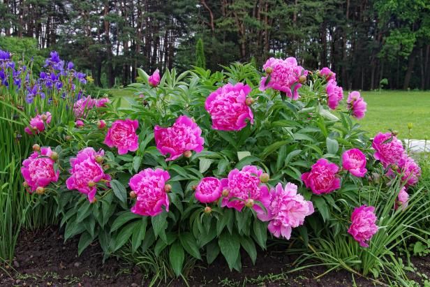 Prendre soin de pivoines / En plein air