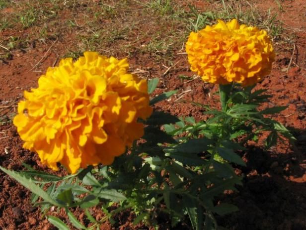 Elegir las plantas orgánicas adecuadas / Al aire libre