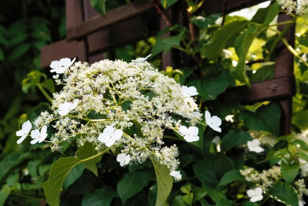 Hortensie klettern / Draußen