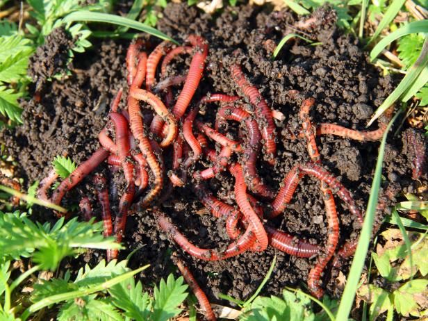 Compost Worms / buitenshuis