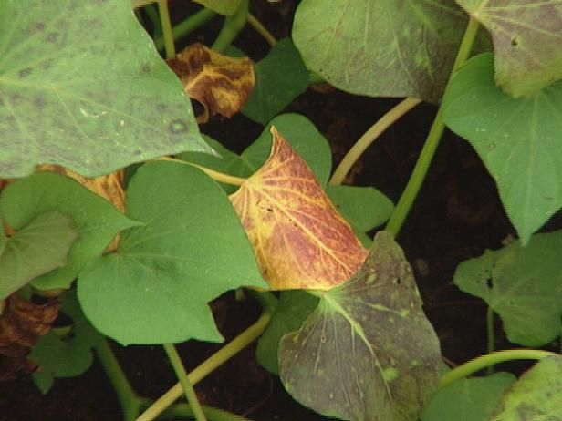 Bestrijding van plagen en ziekten op erwtenplanten / buitenshuis