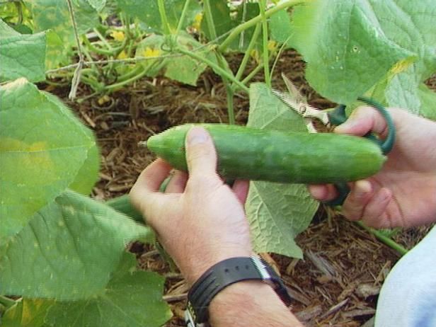 Tipos de pepino / Al aire libre