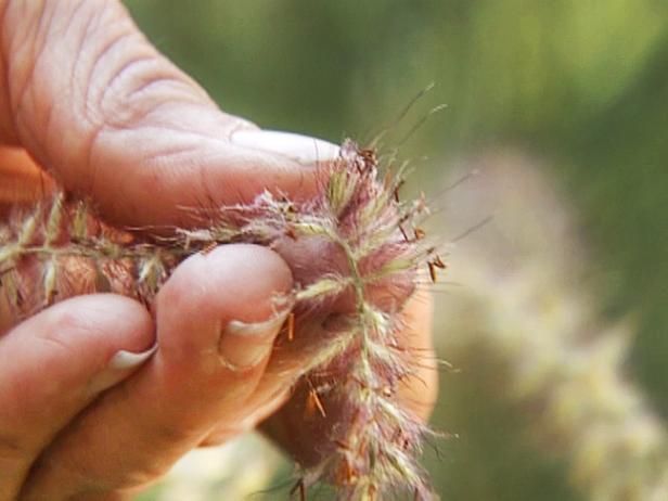 Het cultiveren van een allergievriendelijke tuin / buitenshuis