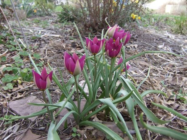 Herramientas de corte / Al aire libre