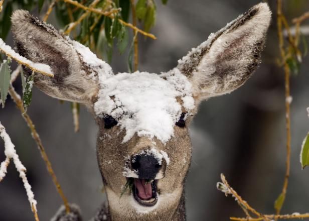 Deter pesky Deer aus Ihrem Garten / Draußen