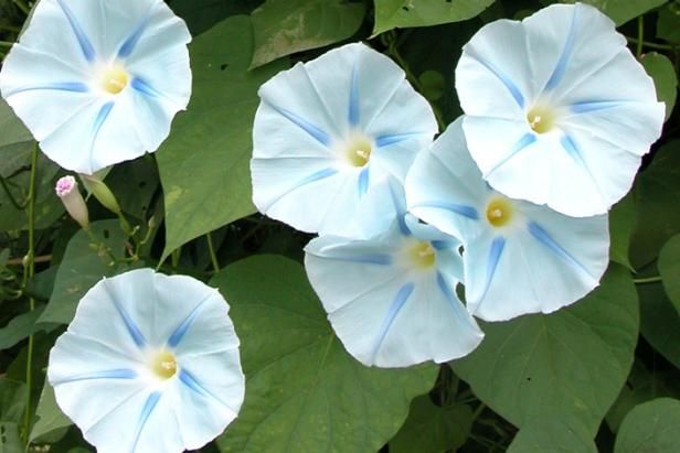 Hebben aardappels bloemen? / buitenshuis