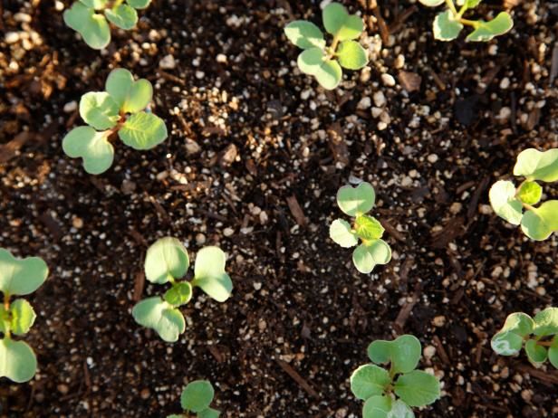 Fertilizante para Rábanos / Al aire libre