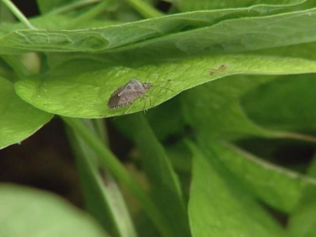 Fertilizzanti, parassiti e tecniche di raccolta per lo squash / All'aperto