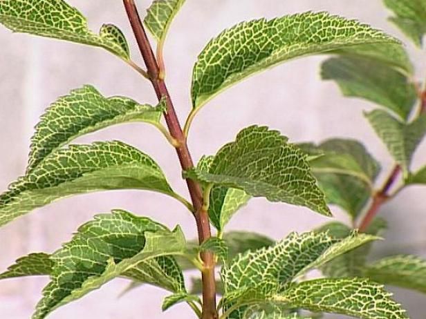 Forzando la floración de las ramas leñosas en el interior / Al aire libre