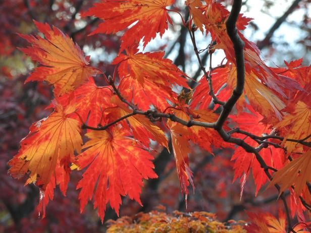 Adelante, Mulch! / Al aire libre