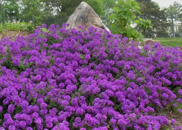 Nådig Groundcovers / Utomhus