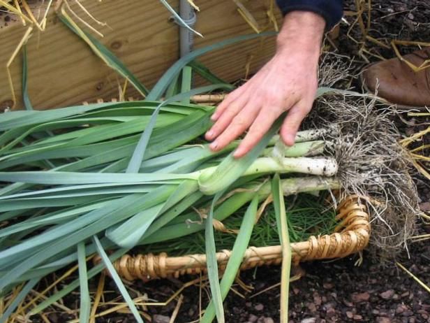 Oignons verts / En plein air