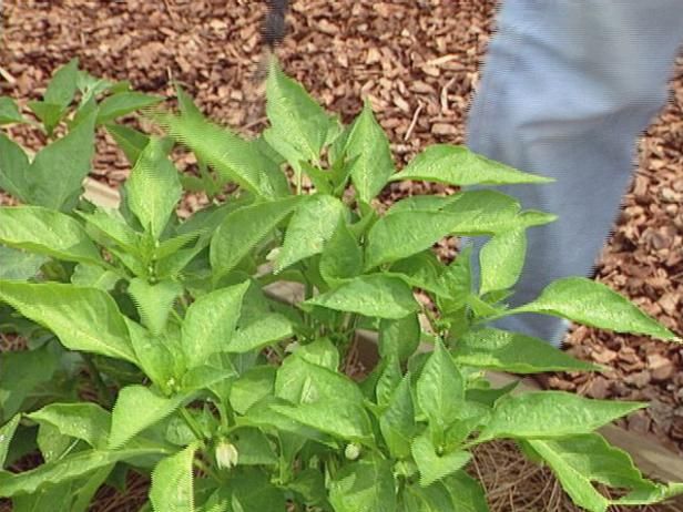 Cultivar pepinos saludables / Al aire libre