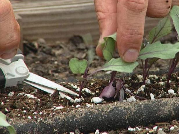 Culture et récolte de chou-rave, de haricots longs et d'aubergines blanches / En plein air