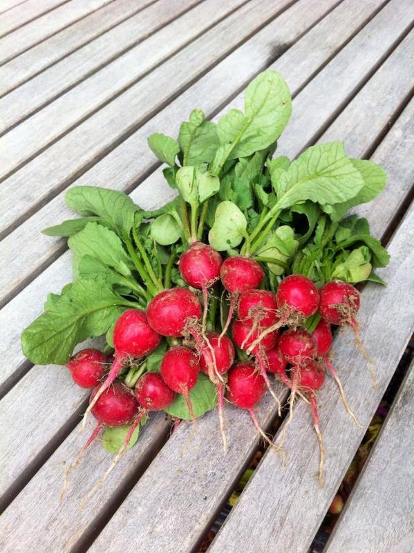 Voksende Cherry Belle Radishes / Utendørs