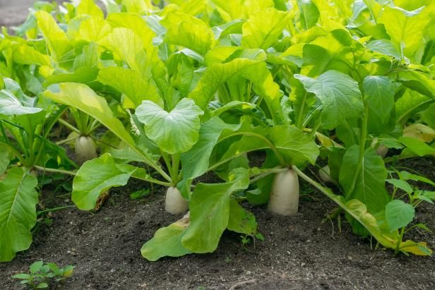 Growing Forage Radishes / buitenshuis