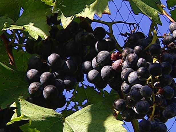 Viñas en crecimiento / Al aire libre