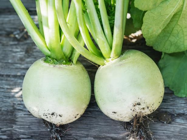 Groeiende groene radijsjes / buitenshuis