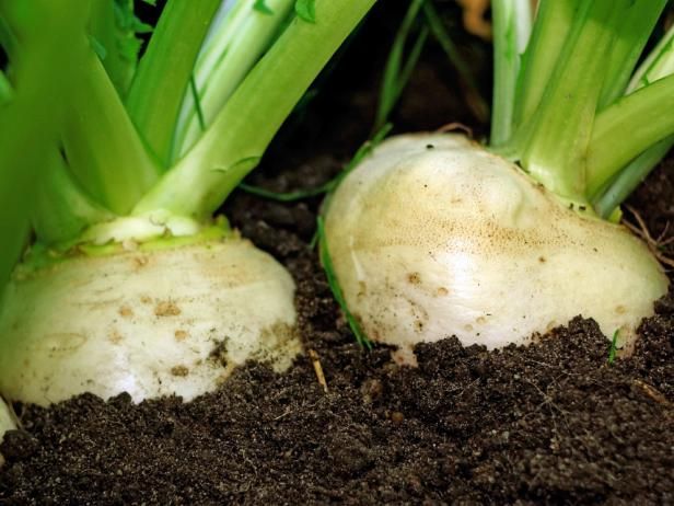 Crecimiento de Hakurei Turnips / Al aire libre