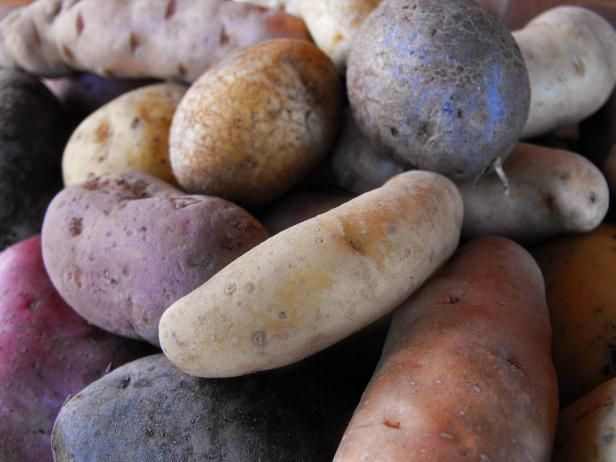 Cultivo de patatas de la herencia / Al aire libre