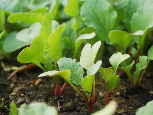 Växande Heirloom Radishes / Utomhus