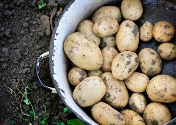 Anbau von neuen Kartoffeln / Draußen