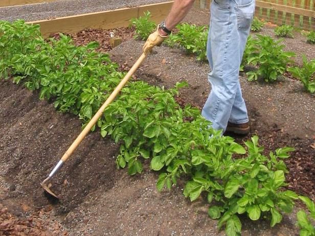 Groeiende aardappelen / buitenshuis