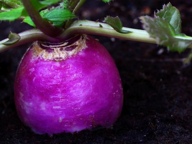 Crescătorii de roșii violet / În aer liber