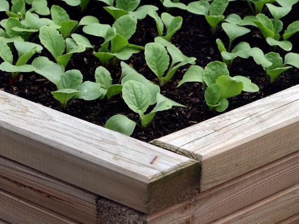 Voksende Radish Sprouts / Utendørs