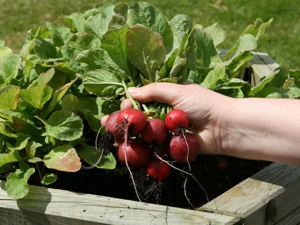 Cultivo de rábanos a partir de semillas / Al aire libre