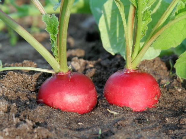 Växande Rapid Radishes / Utomhus