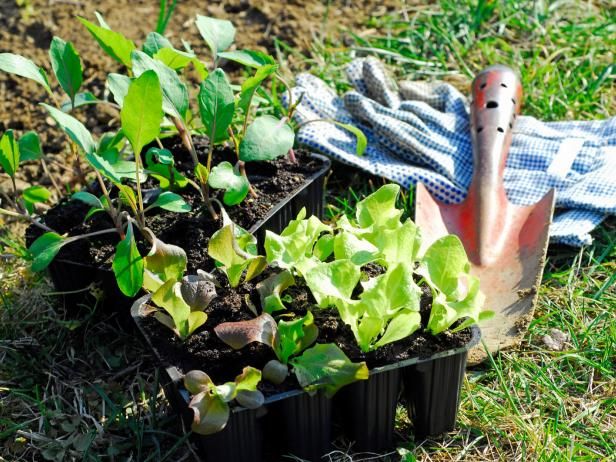 Crecimiento de nabos amarillos / Al aire libre