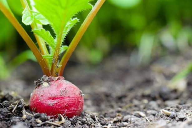 Høsting Radishes / Utendørs