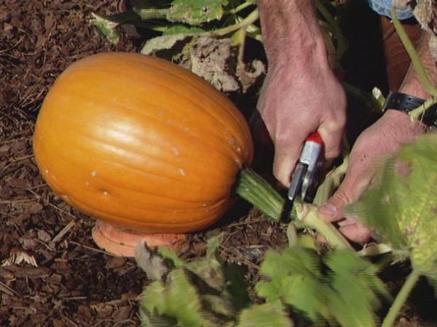 Høstingstips for Squash og Pumpkins / Utendørs